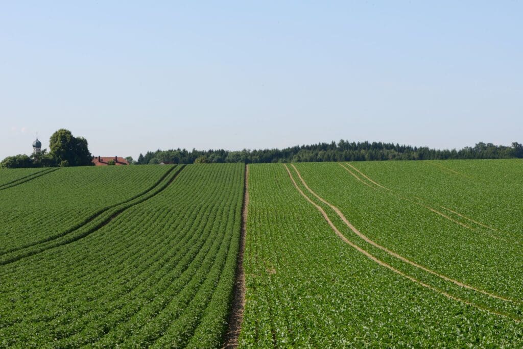 Die Hackfrüchte Kartoffeln und Zuckerrüben haben in Westdeutschland mit zusammen 14 % einen wesentlichen Anteil am Anbauumfang der Haupterwerbsbetriebe und somit auch am Einkommen. Im Osten spielen sie mit insgesamt unter 5 % kaum eine Rolle. Die Ölfrucht Raps gleicht hierzulande den Unterschied aus. (c) Sabine Rübensaat