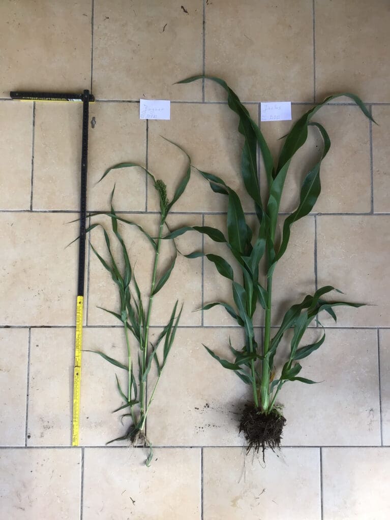 Körnerhirse 45 Tage nach der Aussaat. Gut zu erkennen: Die extensive Liniensorte (l.) schiebt bereits Rispen. Die intensive Hybridsorte (r.) schafft mit einer kräftigen Blattmasse die Basis für hohe Kornerträge.