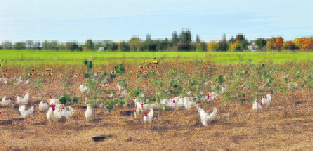 TAP-Huehner-Freiland Die Trebnitzer Hühner nutzen den sonnigen Herbstmontag, um unter den zarten Bioland-Pappeln zu scharren.