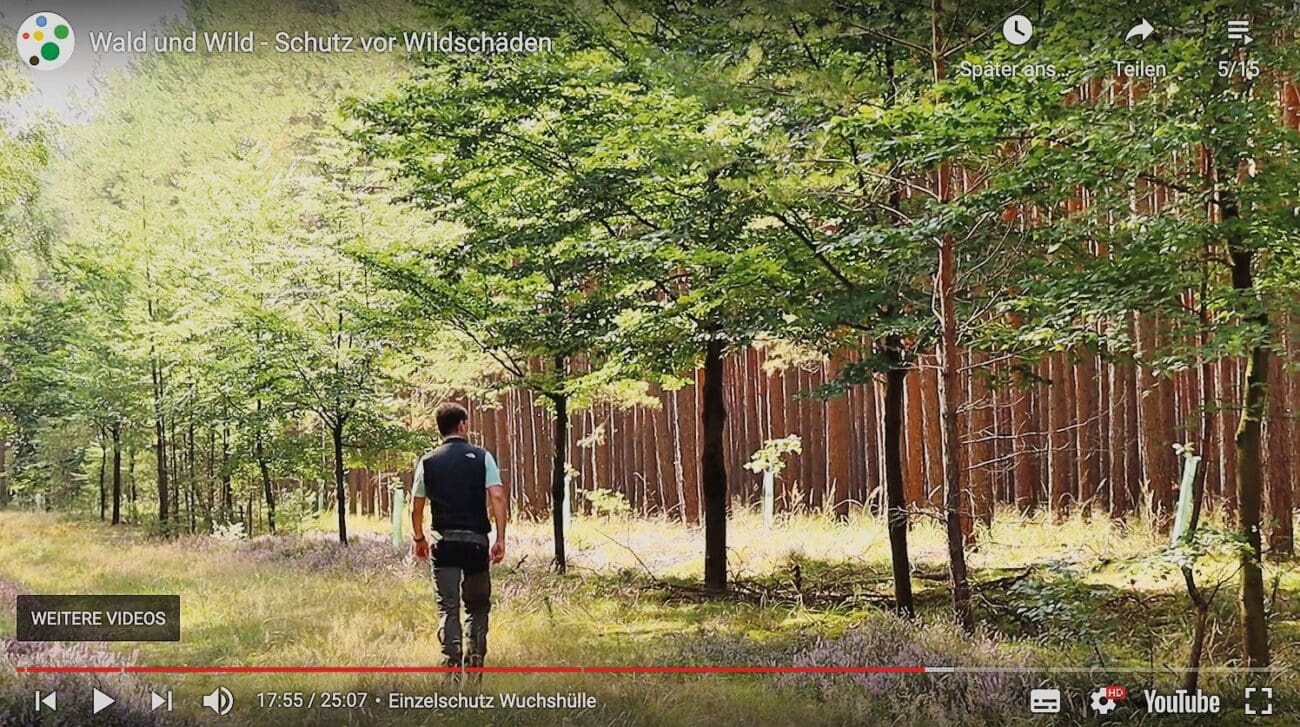 Waldbauernschule-Brandenburg Für die Alleestruktur am Rand des Kiefernwaldes sorgten Wuchshüllen um die Laubbäume und 15 Jahre ausdauernder Pflege.