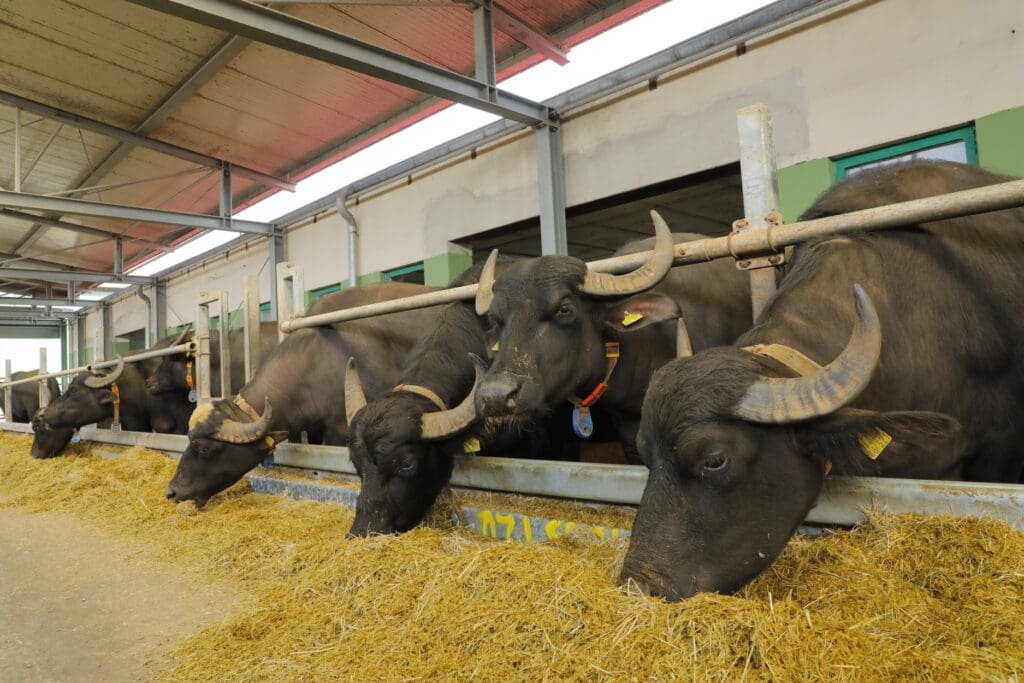 Für Büffel umgebauter Futtergang: unten stabile Leitplanken und oben ein stabiles Rohr.