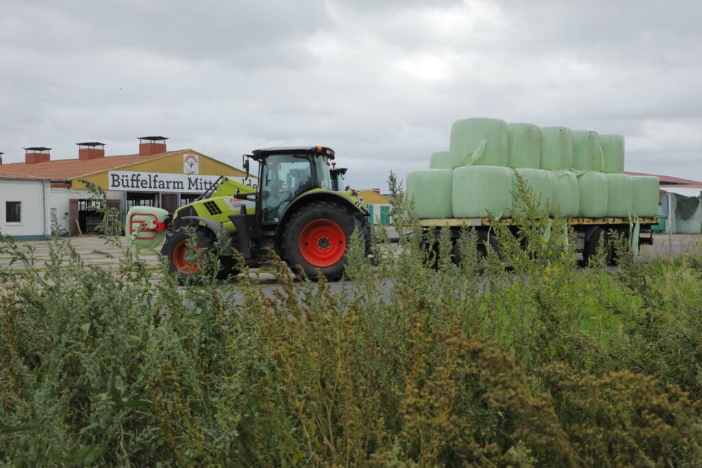 Silageportionen für den Wintr.