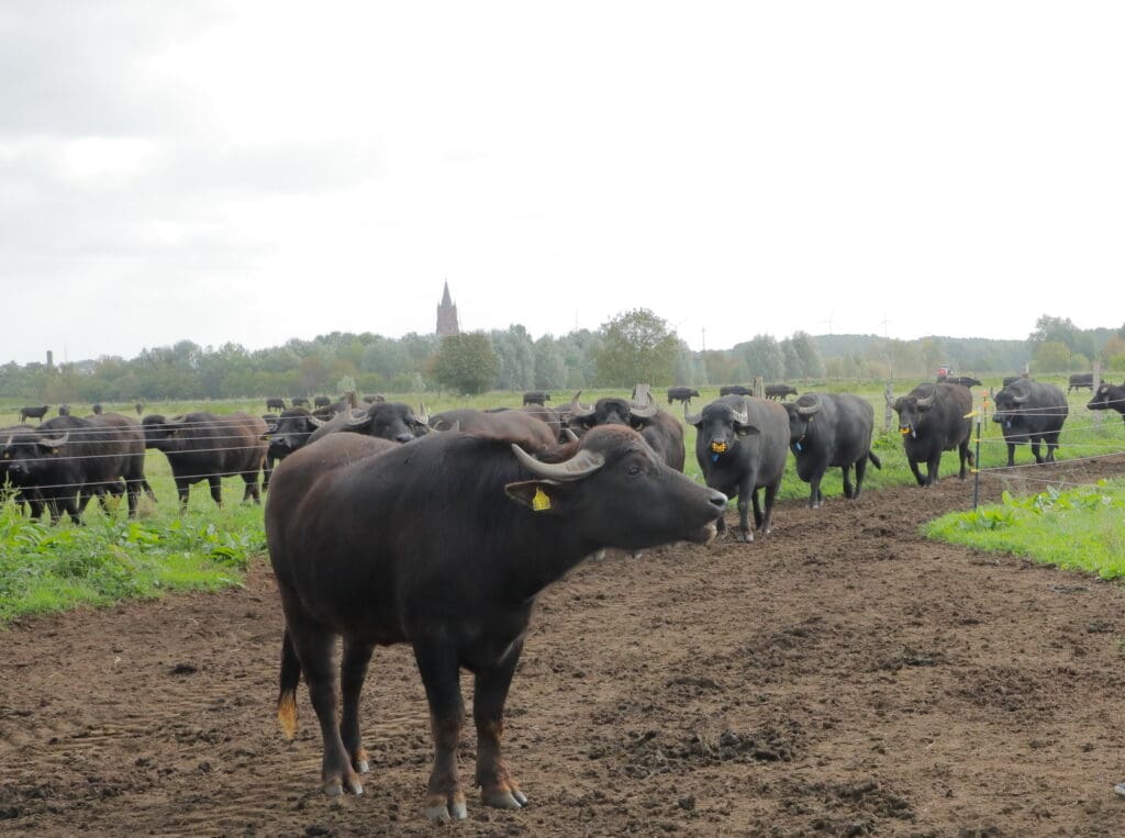 Von April bis November kommen die Tiere auf die Weide, wo mit Heu und Stroh zugefüttert wird.