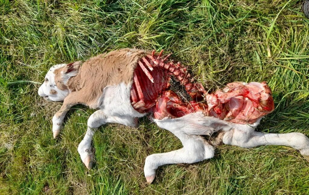 Ende August wurde im Dermba-cher Ortsteil Hartschwinden dieses Kalb Opfer einer Attacke. 