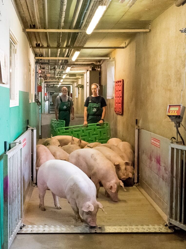 Zur Kontrolle der Futterverwertung  werden regelmäßig die Gewichtszunahmen der Tiere geprüft