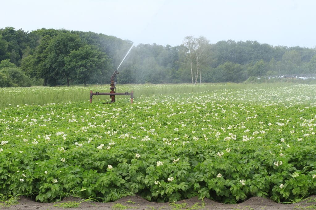 Sprinkleranlage zur Beregnung von Kartoffeln. Zu sehen ist die Düse einer Trommelsprinkleranlage. Die Düse wird zum Wasseranschluss zurückgezogen. Die Geschwindigkeit der Düse und somit die Beregnungsmenge wird über den Wasserdruck innerhalb des Schlauches gesteuert.