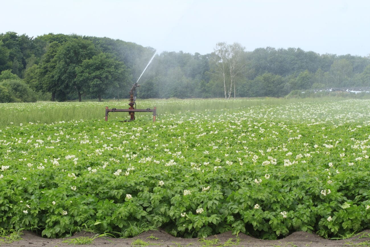 Kartoffel_Bewässerung_02 Sprinkleranlage zur Beregnung von Kartoffeln. Zu sehen ist die Düse einer Trommelsprinkleranlage. Die Düse wird zum Wasseranschluss zurückgezogen. Die Geschwindigkeit der Düse und somit die Beregnungsmenge wird über den Wasserdruck innerhalb des Schlauches gesteuert.