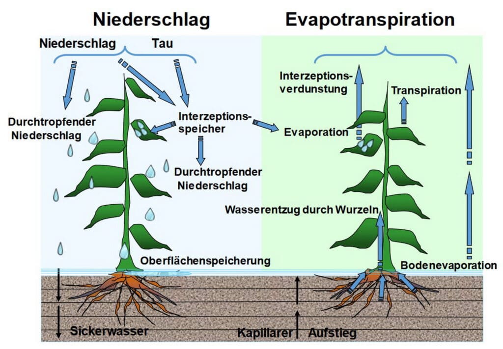 Kreislauf des Wasser auf dem Kartoffelacker