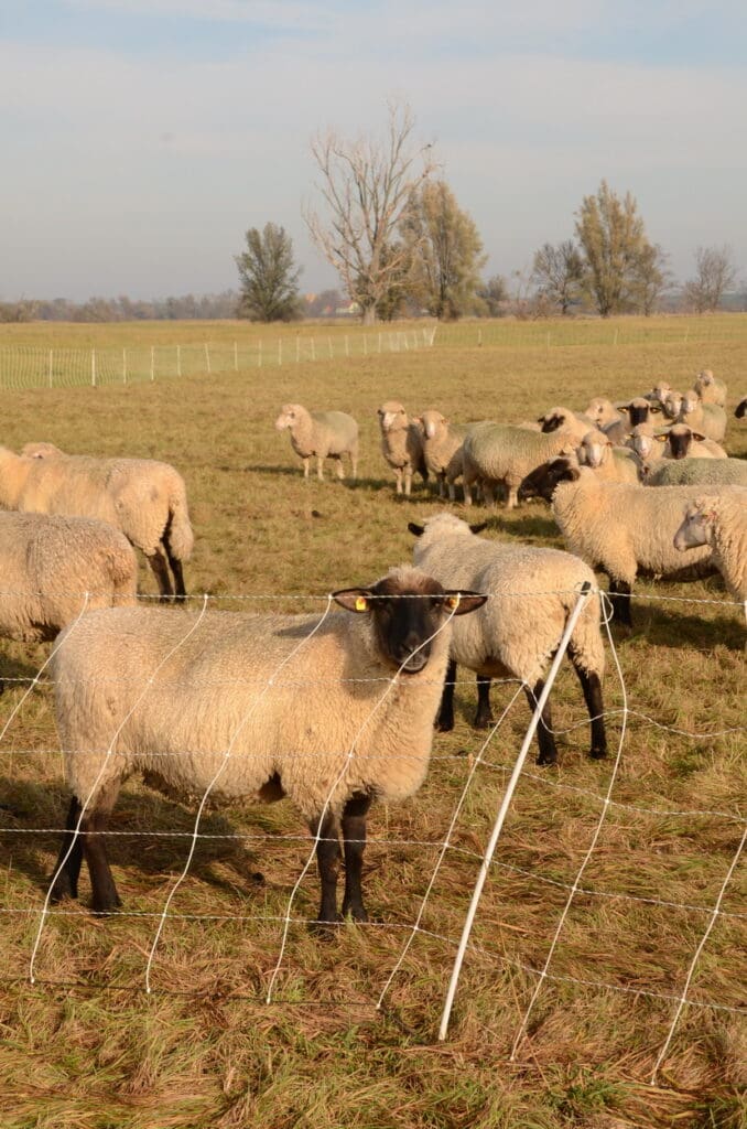 Schafe auf der Weide