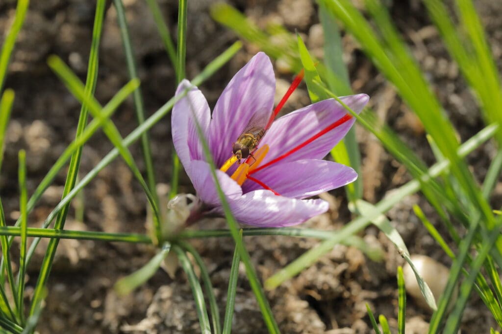 Insekt auf Safranblüte