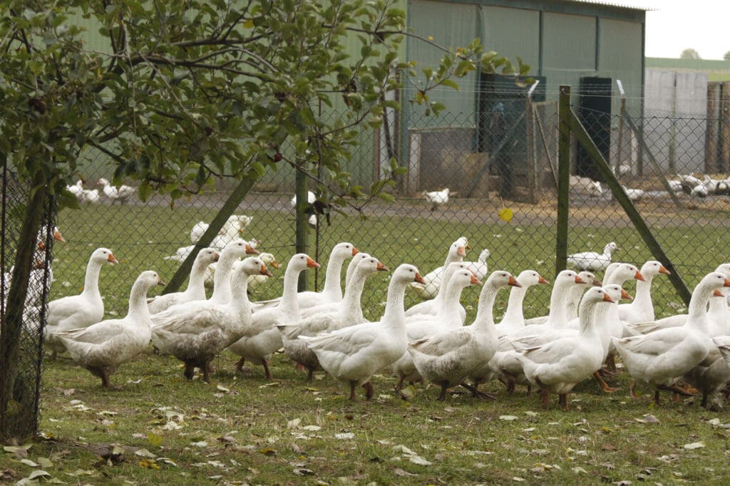 Gänse im Außenbereich eines Bio-Mastbetriebes