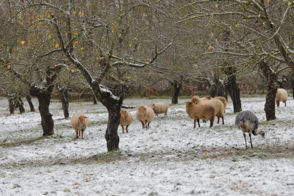 Die Streuobstwiese des Biobetriebes dient auch Coburger Füchsen sowie  fünf Nandus als Weide bzw. Auslauf