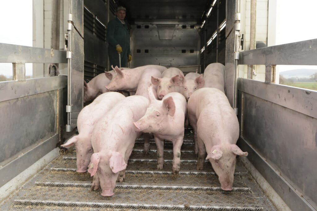 Im Westen und in den juristischen Personen werden vor allem Schweine gemästet. Die Veredlungsbetriebe im Osten halten dagegen vorwiegend Geflügel.