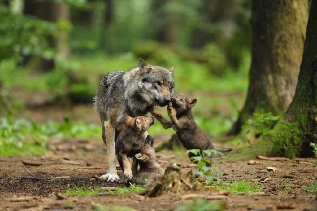 Die Wolfspopulation entwickelt sich in Deutschland seit Jahren rasant nach oben. Politisch eingreifen will die Regierung bislang nur bei „Problemwölfen“.