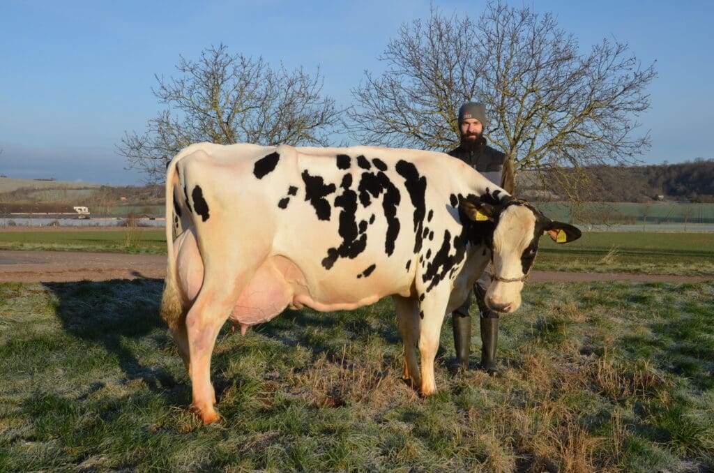 Junglandwirt Pascal Schröter mit Kuh Carlotta vor dem Stall.