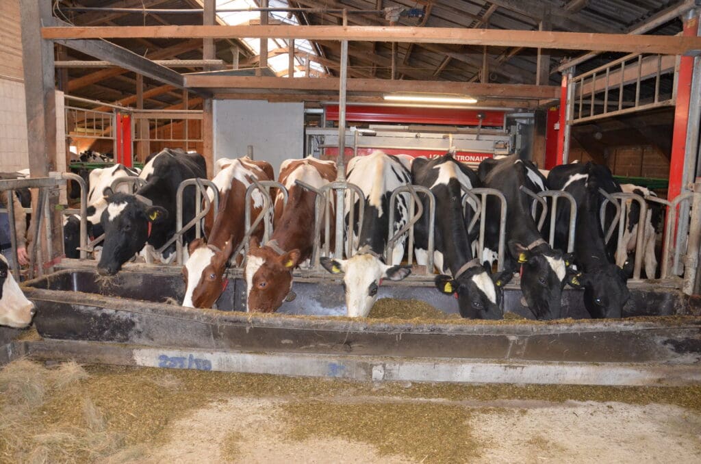 Die Tilledaer Herde brachte es im Prüfjahr 2021 auf 12.700 l Milch pro Kuh und Jahr. Die  Umstellung auf das Melken mit Robotern (im Hintergrund) trägt dazu maßgeblich mit bei.