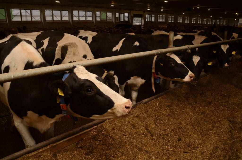 Dauerleistungskühe Sachsen, In den modernisierten Ställen des Cunnersdorfer Betriebes stehen insgesamt 360 Milchkühe.