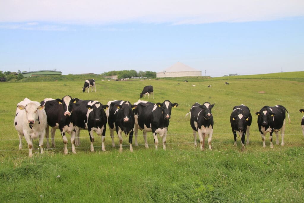 Die Milchleistung war 2021 wieder hoch und der Auszahlungspreis stieg an. Allerdings  wuchsen die Kosten schneller. Milchproduktion blieb 2021 ein schwieriges Geschäftsfeld.