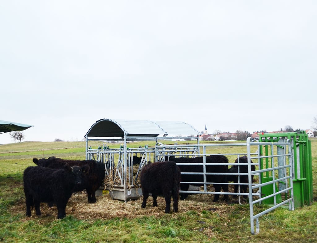 Galloway-Rinder fressen Heu auf der Weide