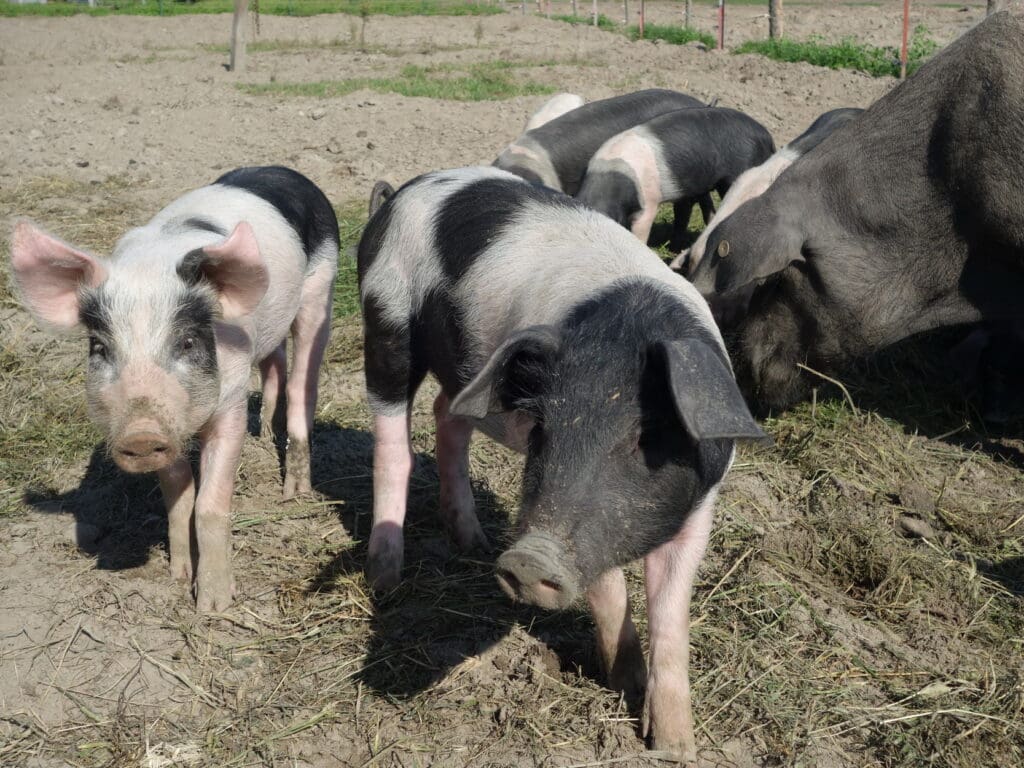 Die Schweine auf dem Hof des Therapeutischen Zentrums leben in  Freilandhaltung. Noch ist die Afrikanische Schweinepest entfernt.