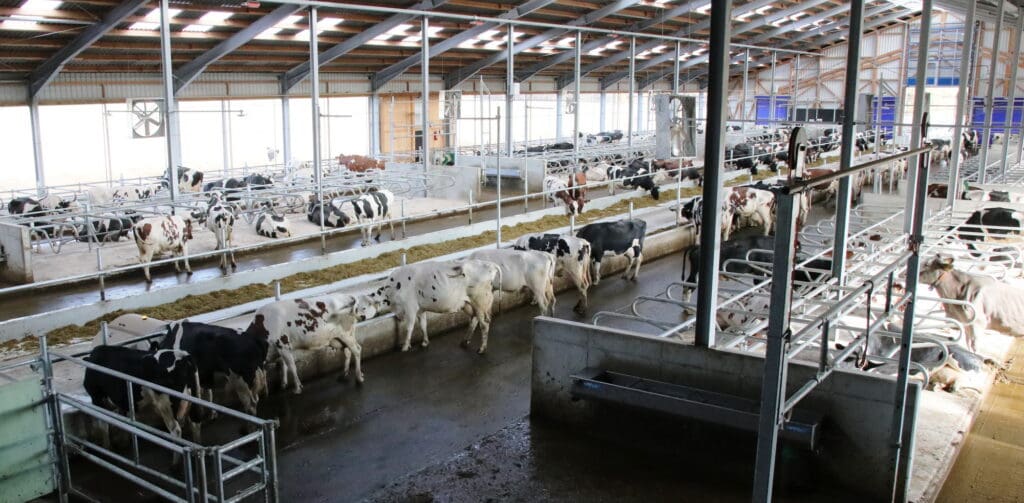 Teichwolframsdorfer Agrar GmbH, Beton im Außenbereich, Gummimatten in den Laufgängen zur Schonung der Gelenke und schneller abtrocknender und damit sauberer Spaltenboden im Bereich der abkalbenden und kranken Kühe.