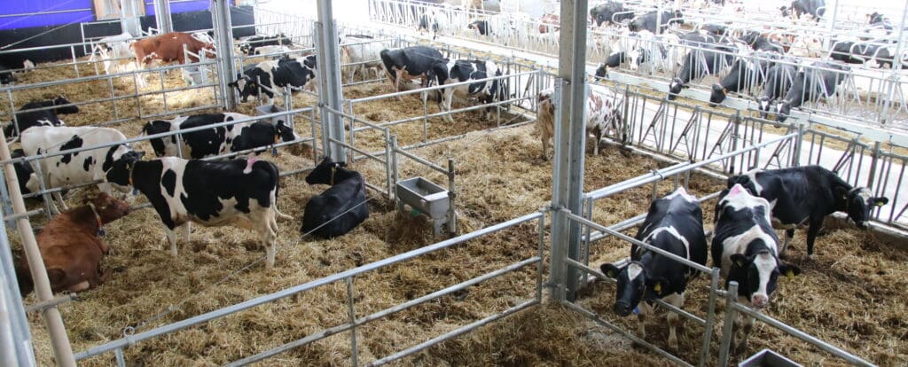 Blick vom Büro auf den Stall: Je nachdem, in welchem Bereich sich die  Kühe aufhalten, haben sie unterschiedlichen Boden unter den Füßen. Die  Abkalbeboxen sind mit Stroh eingestreut, 