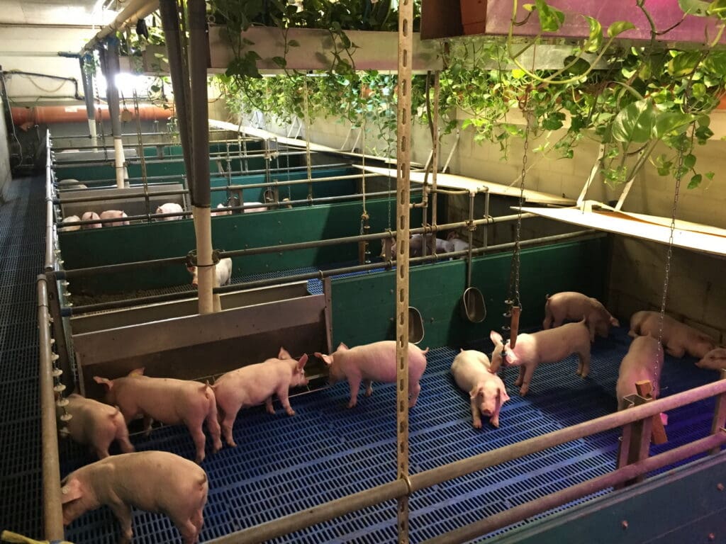 Agrargenossenschaft Ranzig Schweinemast