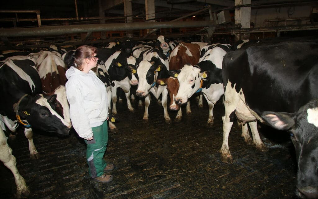 Auszubildende Hanna Arendt, bei der Milchkontrolle eigentlich für das Einsammeln der  Milchproben verantwortlich, treibt Kühe vom Vorwartehof in den Melkstand.