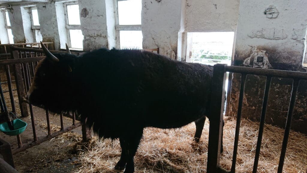 Marion, geboren im April  2019, Tochter von Alfred,  einem amerikanischen  Steppenbison der ersten  Herde des Jahres 2010,  und einer SimmentalLimousin-Kreuzung. Die  reinrassige Bisonherde  zählt heute 20 Köpfe