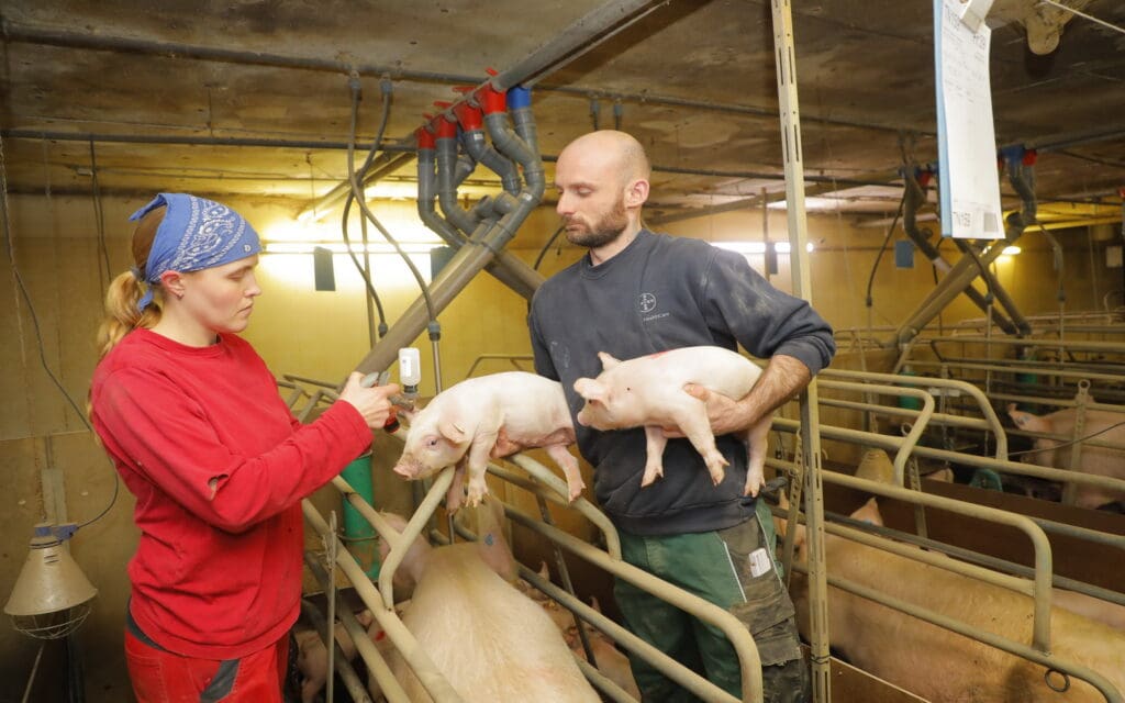 Betreuen 630 Sauen mit großem Erfolg: Agrarbetriebswirtin Claudia Wiese  und Tierwirt David Schädlich.