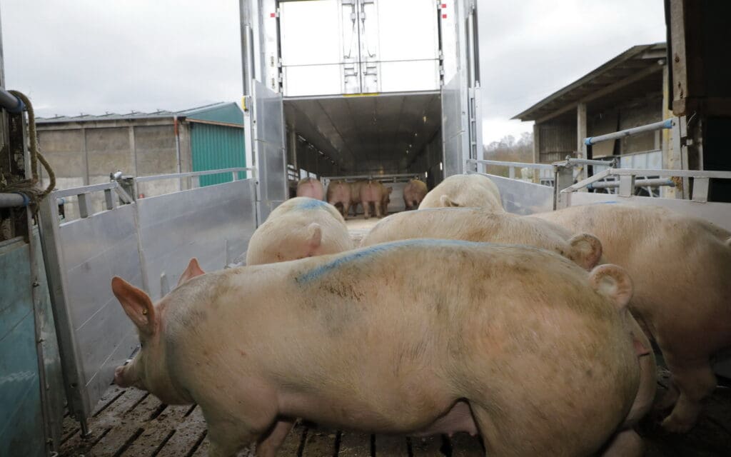 Seine Schweine vermarktet Stefan Wille-Niebur an Westfl eisch in Coesfeld,  Nordrhein-Westfalen. Derzeit setzt der Landwirt pro verkauftem Mastschwein 44,65 € zu.