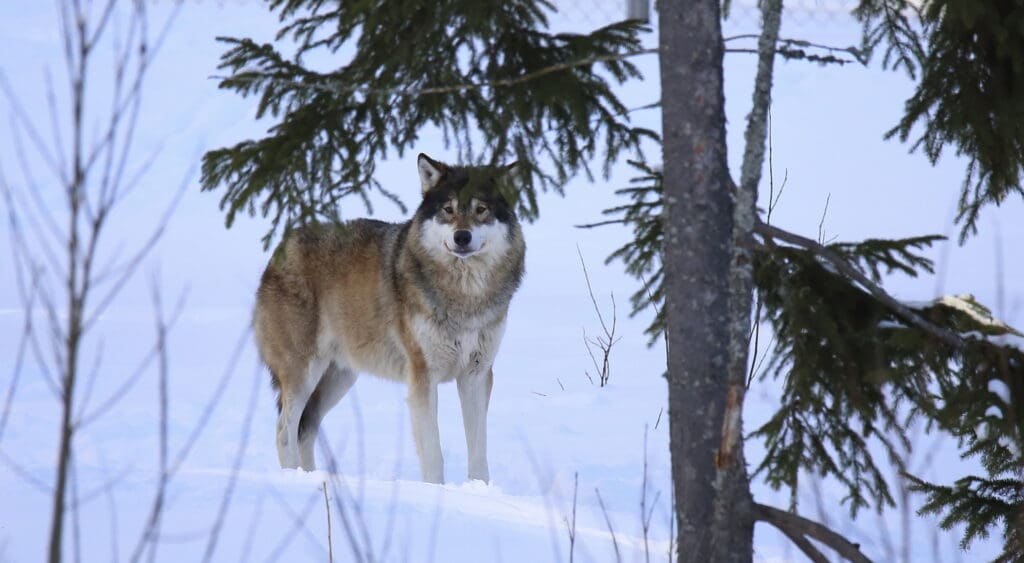 Schweden gibt im Schnitt 14 Wölfe pro Jahr zur Jagd frei, um den Bestand auf 400 Tiere zu begrenzen. Brüssel leitete darum ein Strafverfahren ein.
