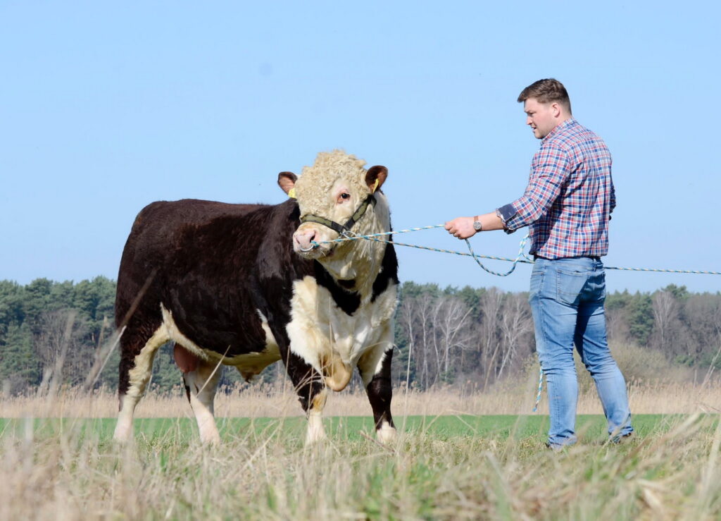 Der Hereford-Bulle ist da! Christian Rußig hat  ihn von der Bullenauktion. 