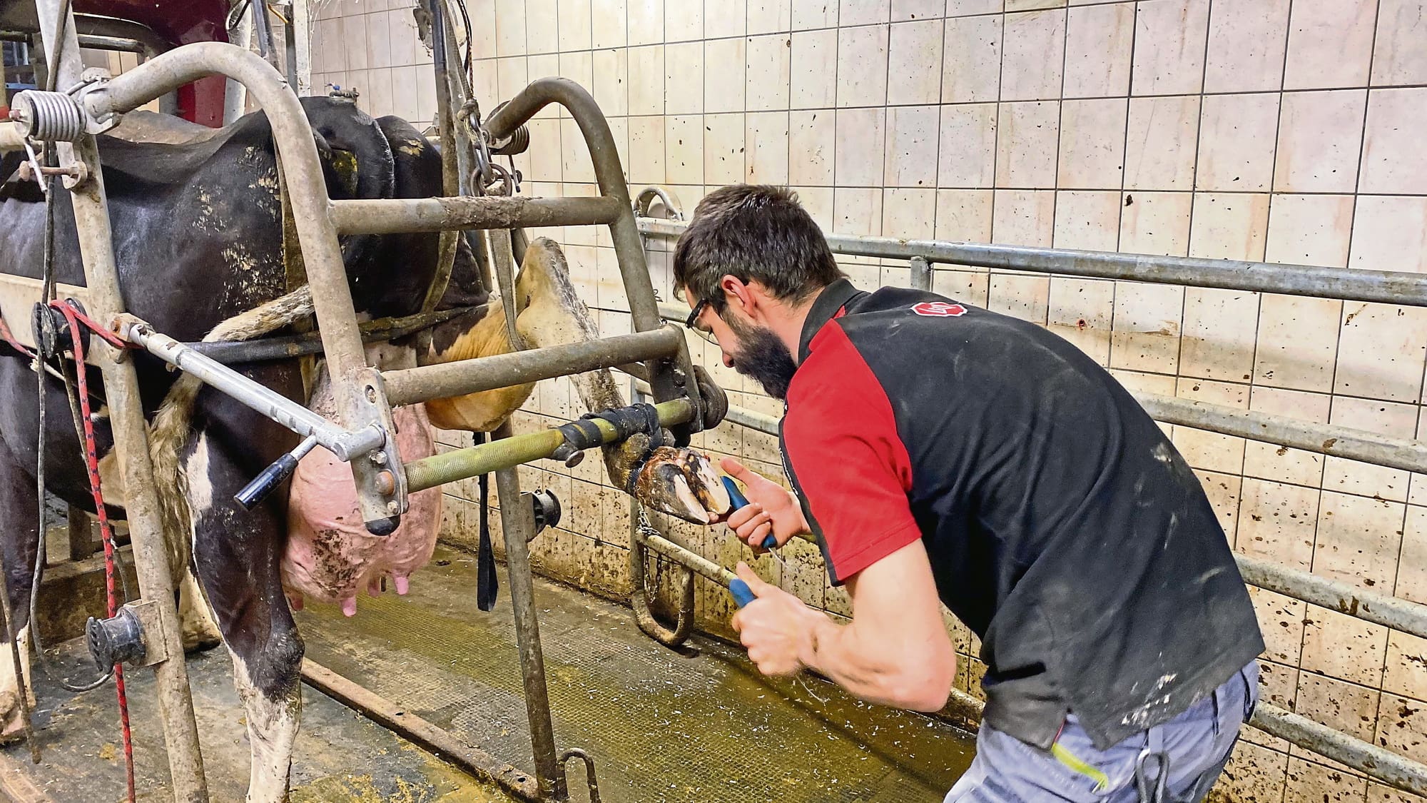 Landwirtschaftsbetrieb Schröter Kosten sparen, Die Klauenpflege bei den Kühen führt Pascal Schröter mit der nötigen Sachkunde selbst aus.