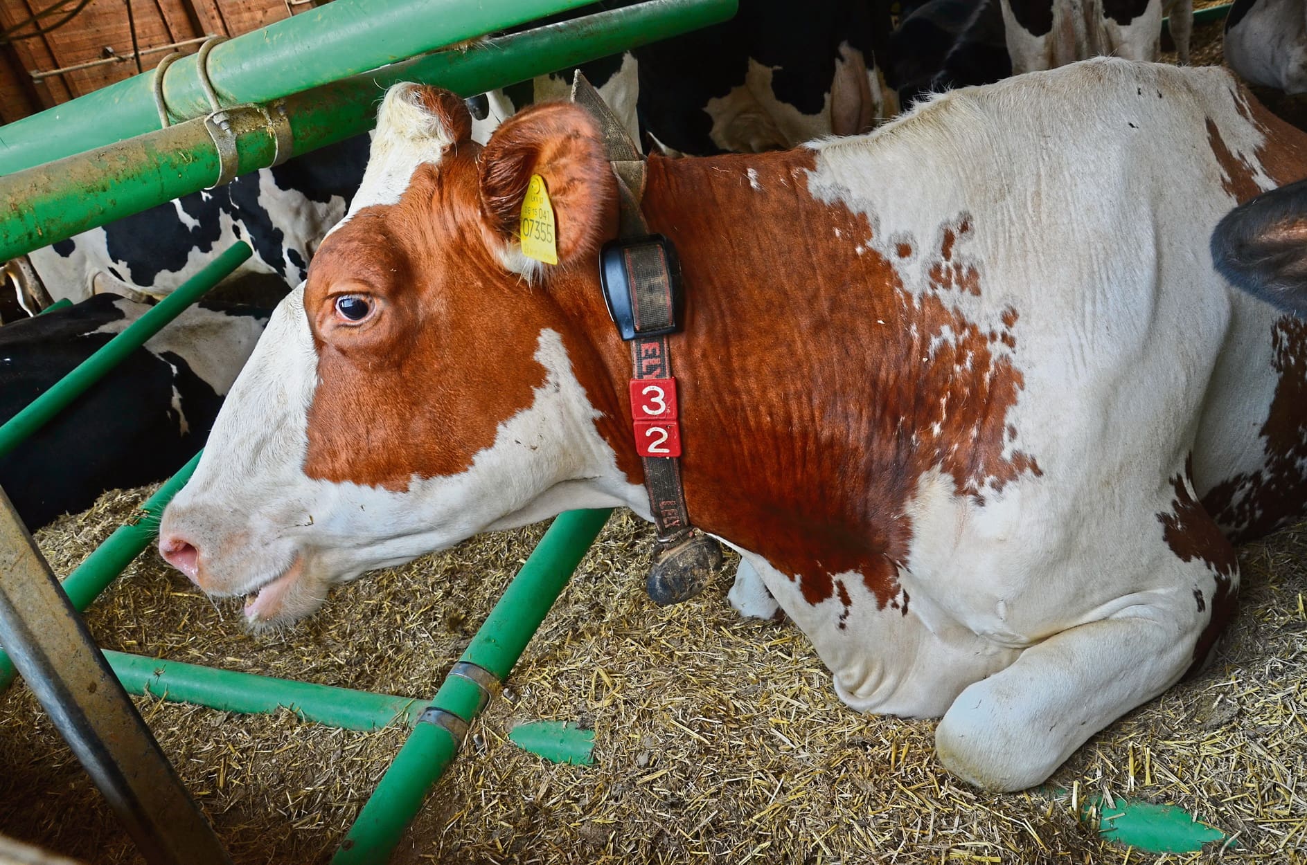 Die melkenden Kühe ruhen in den Liegeboxen  auf einer Matratze aus Häckselstroh und Kalk.