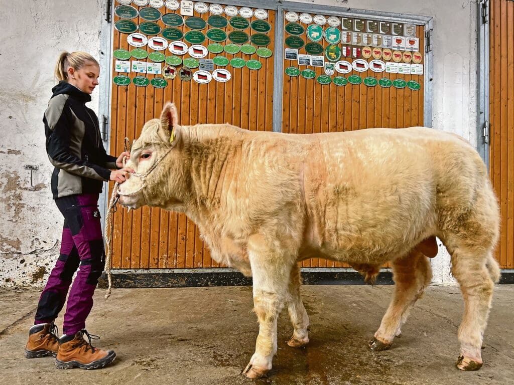 Szene vom Videodreh  für die digitale  Bullenauktion in  Thüringen mit der  Auszubildenden Leni.  Lediglich einer der  zwei Bullen aus  Teichröda wurde  verkauft. Und das zum  Startpreis von nur  2.200 €. Die Fleckvieh-Dominanz der  Auktion, urteilt Blöttner, locke nur wenige  Charolaiszüchter an.  Man suche nun neue  Vermarktungswege.