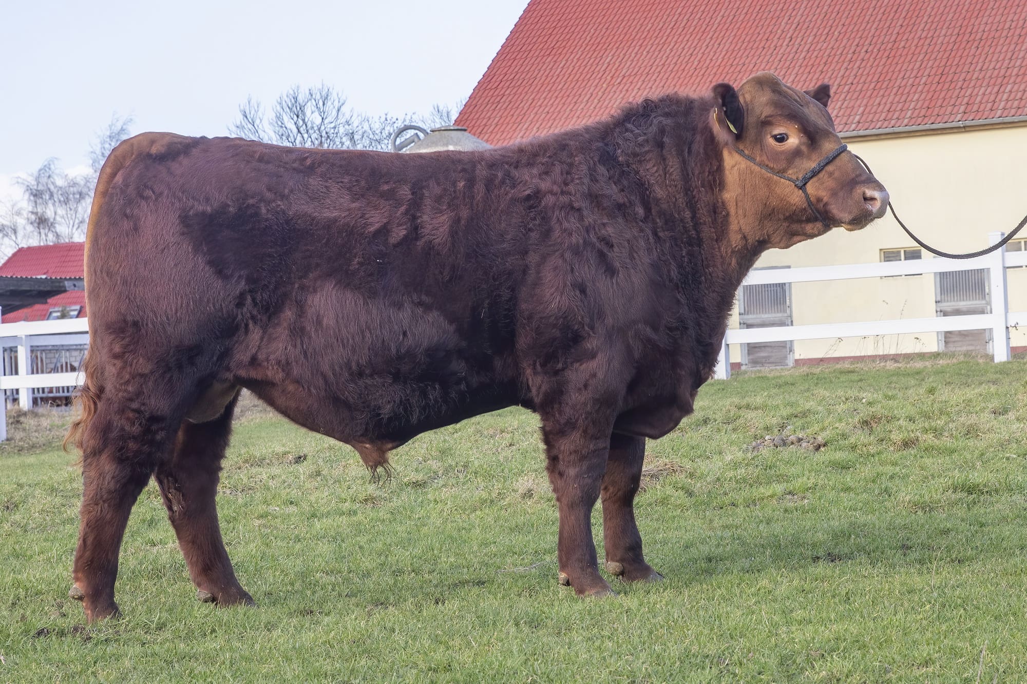 Fleischrindbullenauktion , Zweithöchstes Gebot für den Bullen "KEA Rustan" von Züchter Hartmut Keunecke