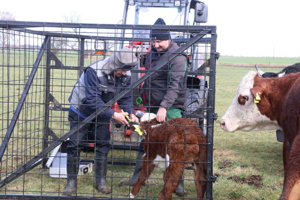 Zwei Mitarbeiter arbeiten im Fangkorb für Kälber der Agrargenossenschaft Ranzig