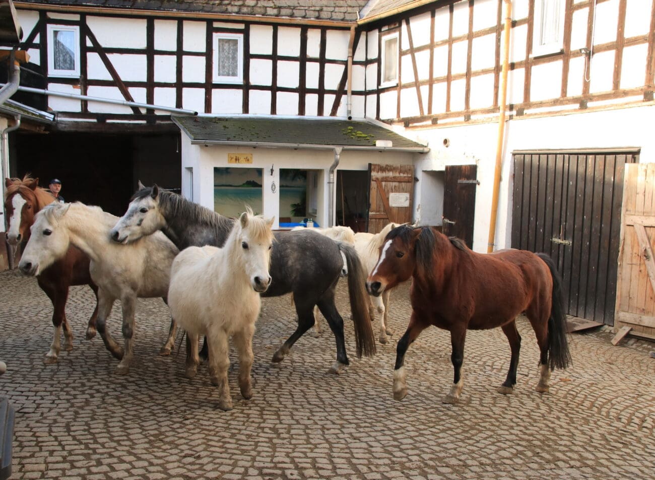 Nebenerwerb_Soffa_1 Ihren Weg über den Hof auf die Koppel fi nden die Reitponys allein, die auch im Winter täglich an die frische Luft kommen.