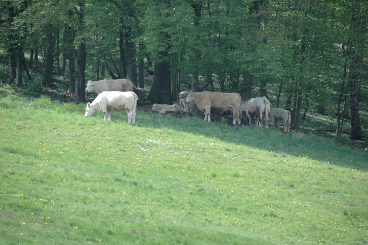 Kaum auf der Weide, suchen die Mutterkühe in dieser Saison Schattenplätze auf.