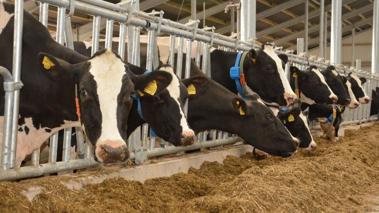 Milchkontrolljahr 2021_2022 Halbzeitbilanz_Sachsen-Anhalt_Milchkühe HF Kühe fressend im Stall, Der Landeskontrollverband (LKV) Sachsen-Anhalt zieht Halbzeitbilanz für das Milchkontrolljahr 2021/2022.