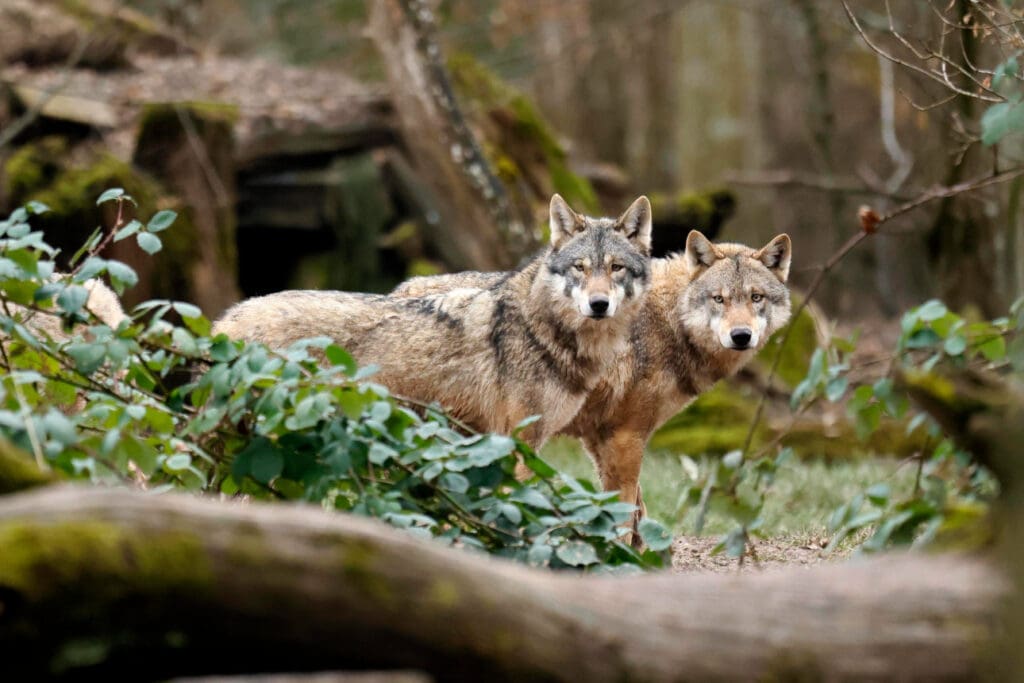 zwei Wölfe Canis lupus im Unterholz