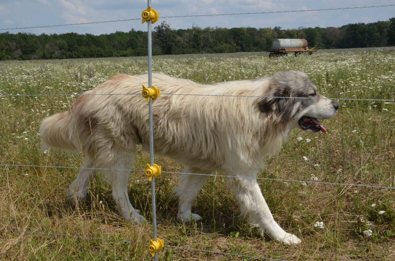 Zu den förderfähigen Betriebsausgaben für den Herdenschutz zählen auch die Unterhaltskosten für Herdenschutzhunde. (c) Detlef Finger