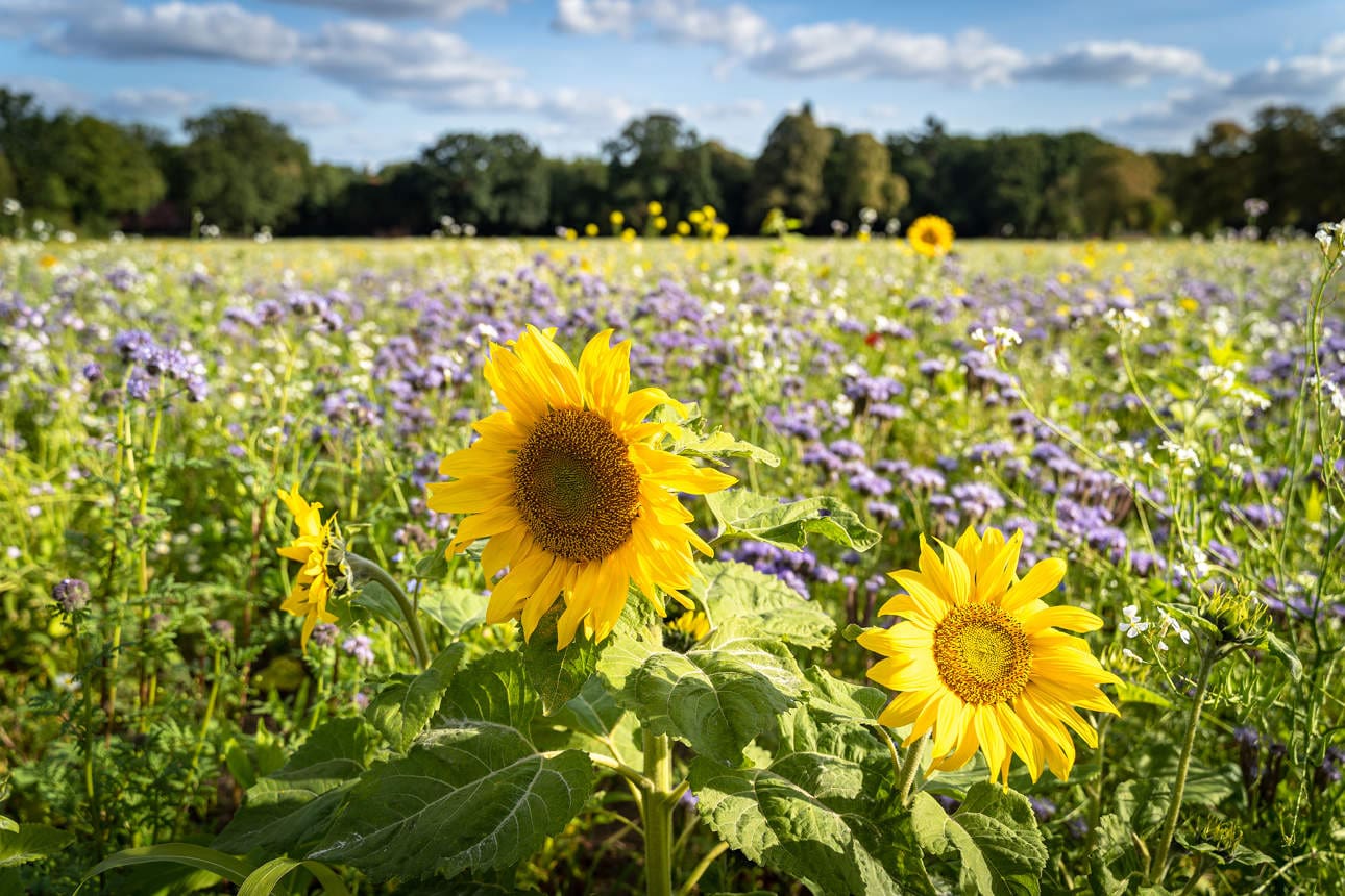 Ackerbau – frühherbstliches Blütenmeer, blühende Zwischenfruchtmischung für Greening. Sonneblumen mit Zwischenfrüchten in einem Feld