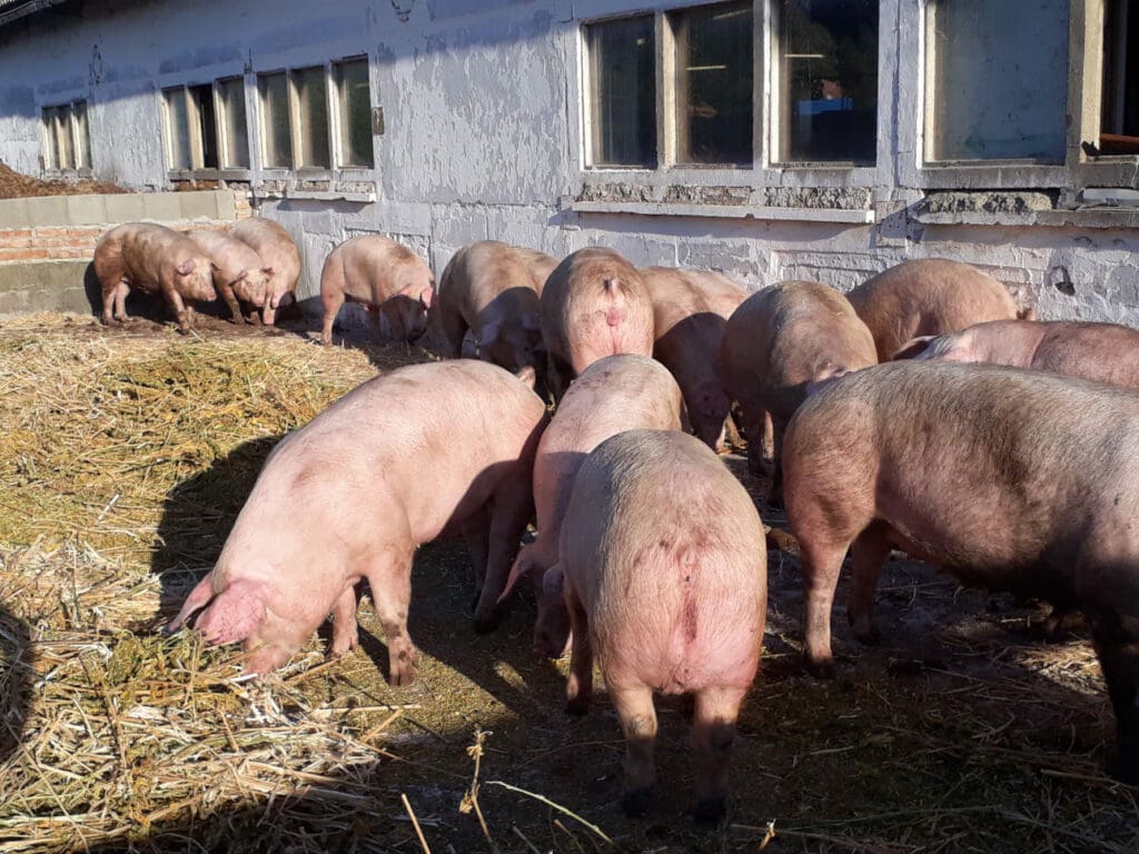 Am Betriebsstandort in Gimritz können die Schweine bereits die eingestreuten Ausläufe nutzen.