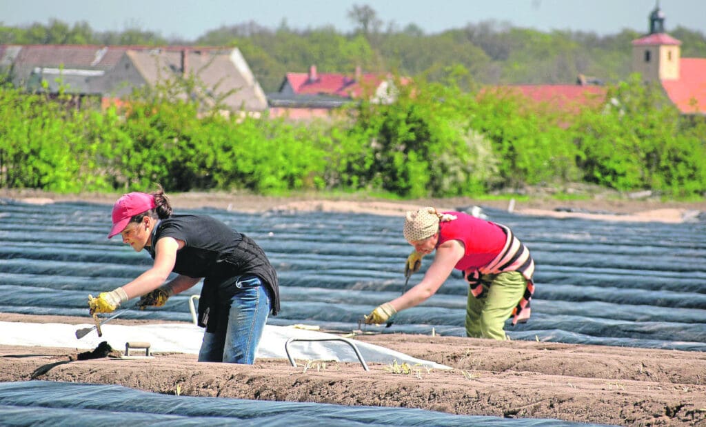 Spargelanbauer nehmen regional bis 20 % ihrer Fläche aus der Produktion.