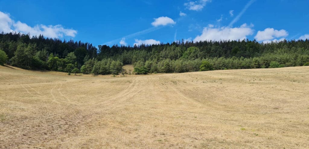 Die Weiden gelb, der Mais kümmerlich: Die Futterernte bringt keine Freude. © Agrar e.G. Teichel