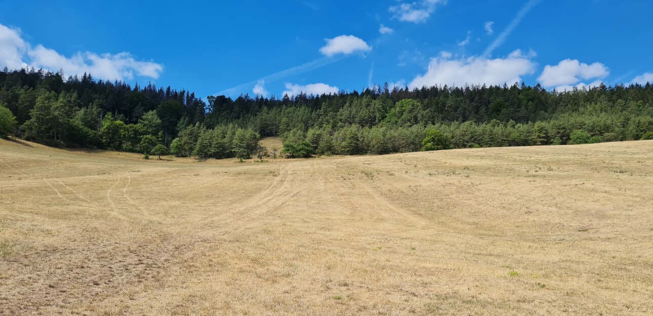 32_TH_20_Duerre-Gruenland Die Weiden gelb, der Mais kümmerlich: Die Futterernte bringt keine Freude. © Agrar e.G. Teichel