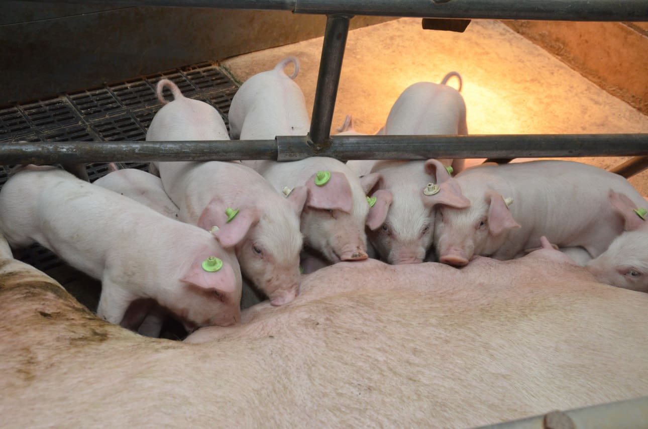 Bau22_28_PP_Raunitzer_Agrar_GmbH_Leicoma-Zucht_rkel_0035 Saugferkel an den Zitzen ihrer Muttersau.