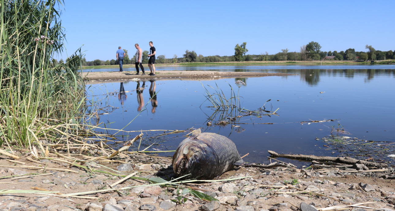 Fischsterben_Oder_Nieschen 4_4844 Fischsterben in der Oder
